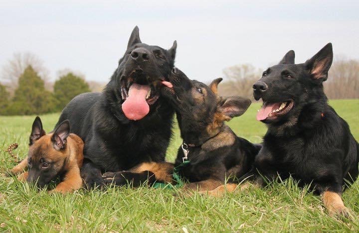 Our Dogs | Von Goedehaus German Shepherds