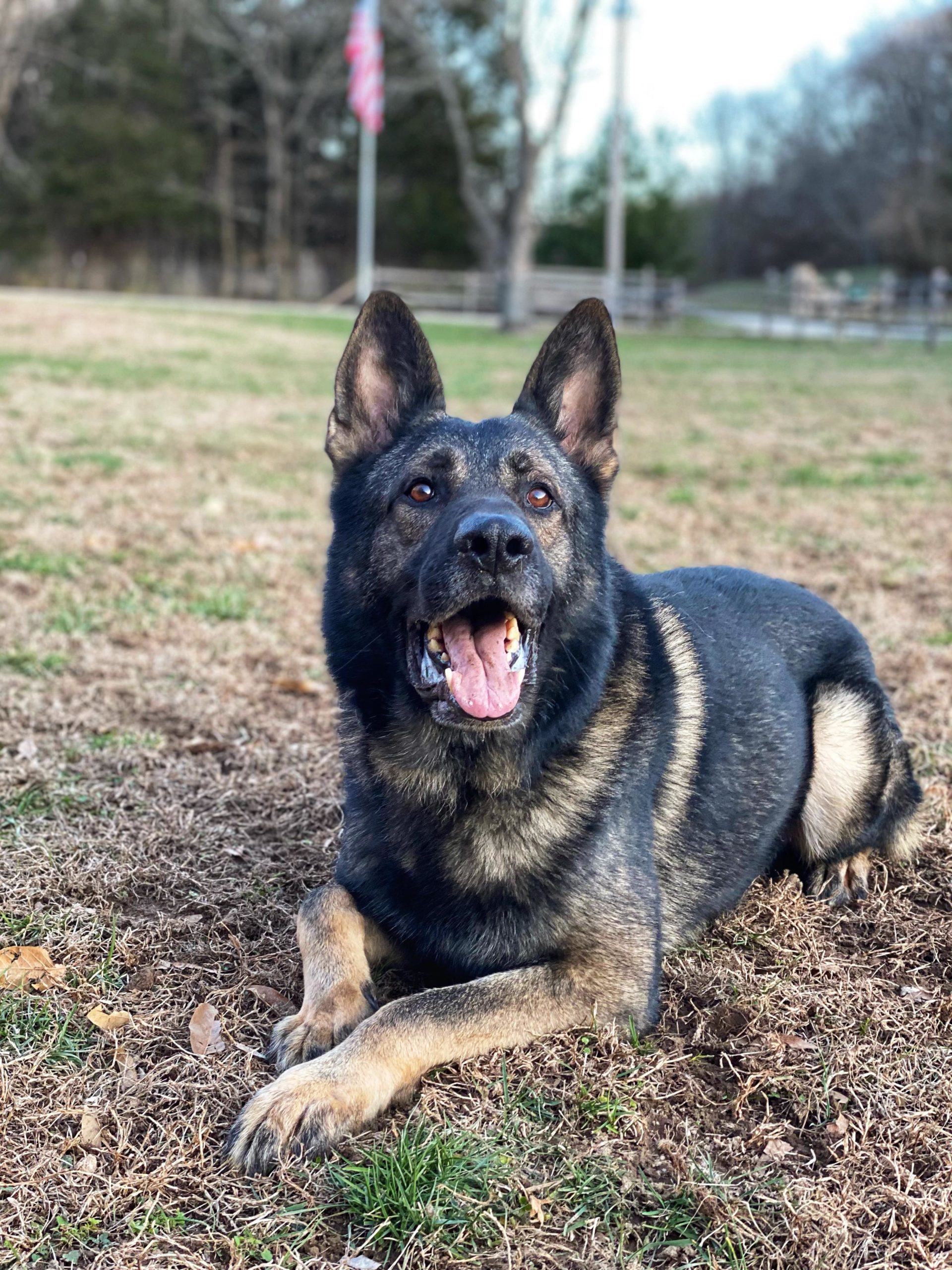 Buck vom Hundepit | Von Goedehaus German Shepherds